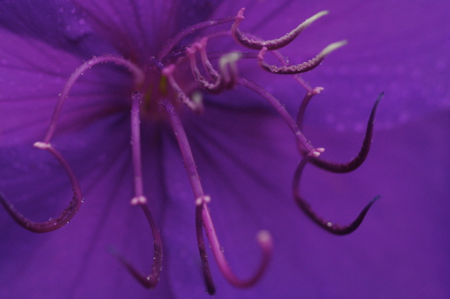 I really like the look of this purple flower up close.  It almost looks deadly.  