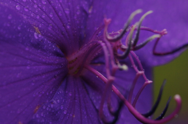 Another look at the deadly purple flower.  
