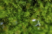 Moss with water droplets.  I wish I had increased the f-stop a wee bit to give this image greater depth of field, and a clear sot of a rain drop.  