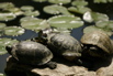 I found these turtles lounging about in the Dr. Sun Yat-Sen Classical Chinese Garden.  